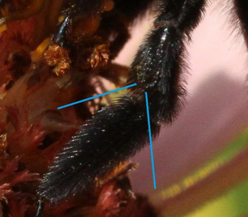 Xylocopa violacea